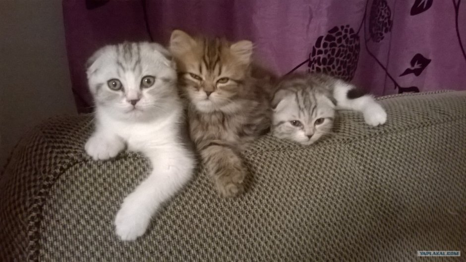 Коты бобтейл вислоухий