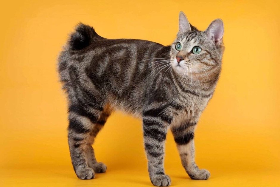 Шотландская короткохвостая кошка