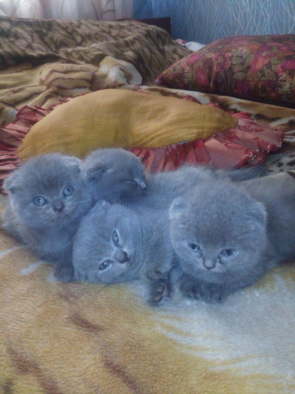 Голубой табби шотландской кошки вислоухой
