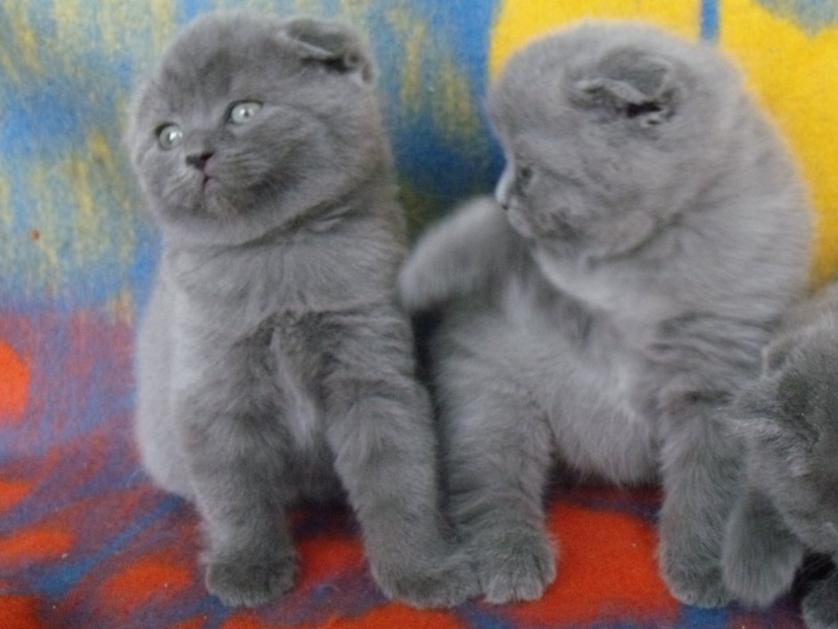 Шотландская вислоухая кошка голубая