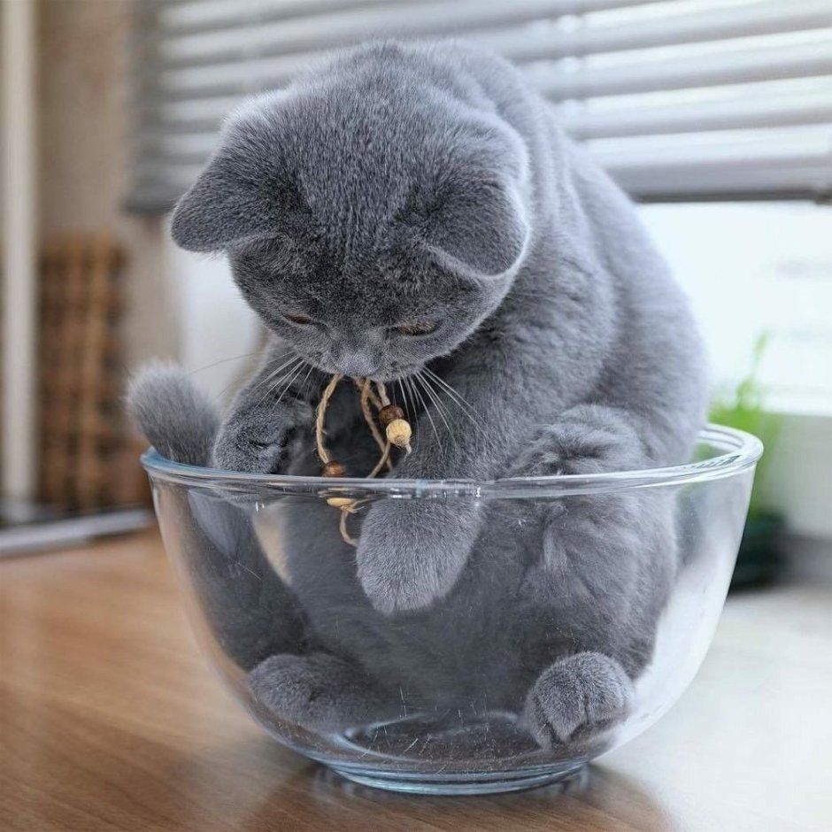 Шотландский вислоухий кот голубой