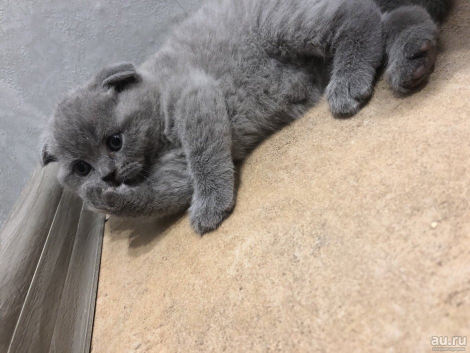 Чистокровные Шотландские котята вислоухие