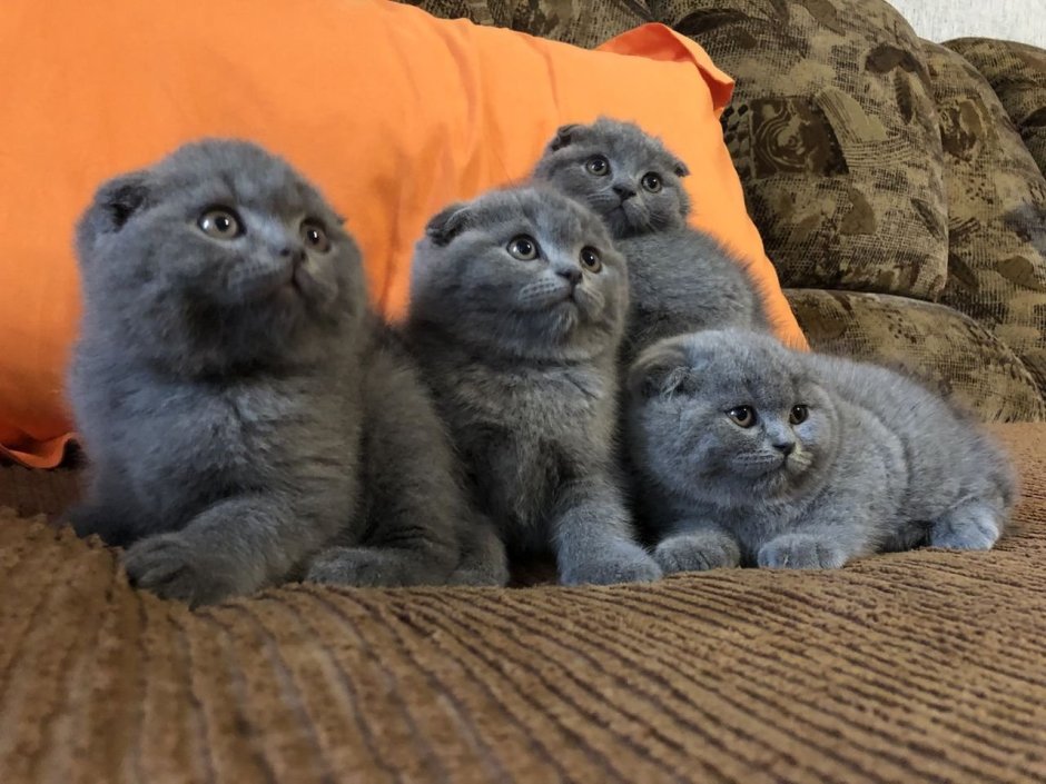 Шотландские вислоухие котята голубого окраса