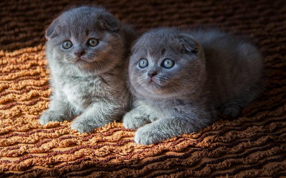 Вислоухий британец котенок серый