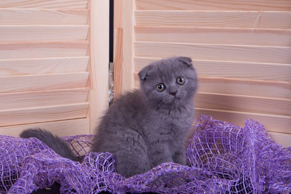 Кошечка Шотландская плюшевая вислоухая