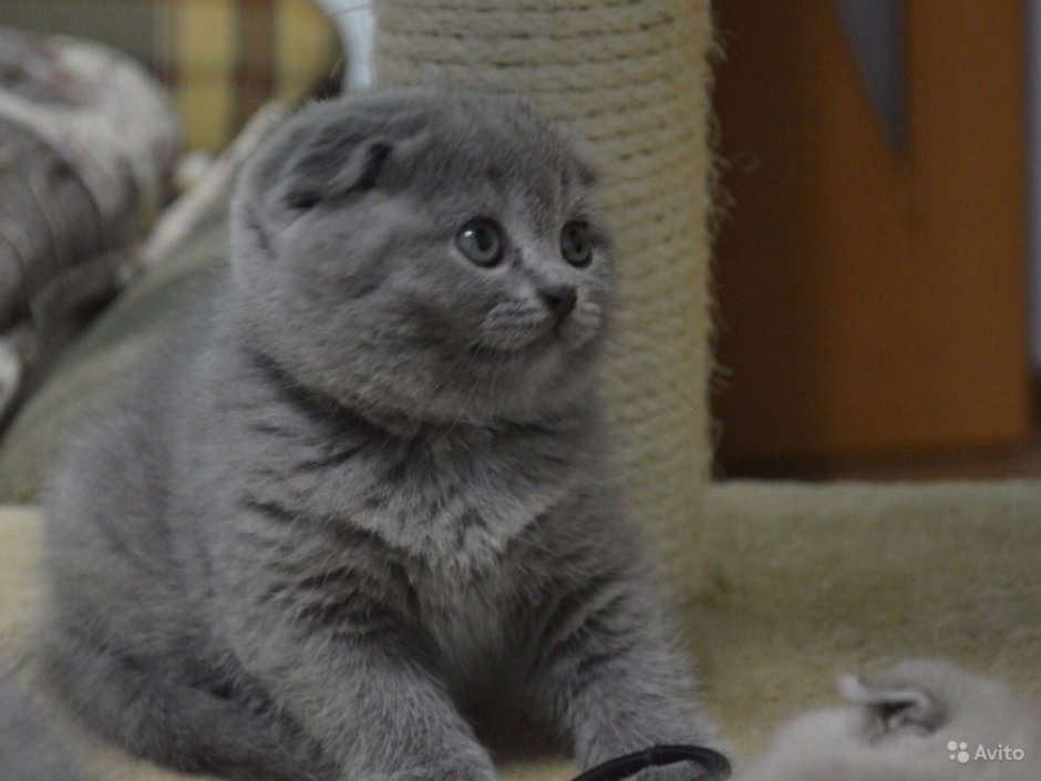 Лиловые и голубые вислоухие Шотландские котята
