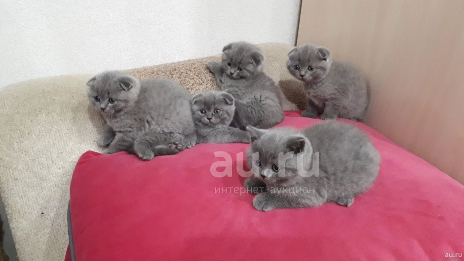 Скоттиш фолд котята