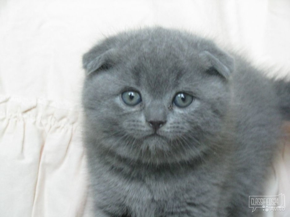 Шотландский вислоухий кот голубой