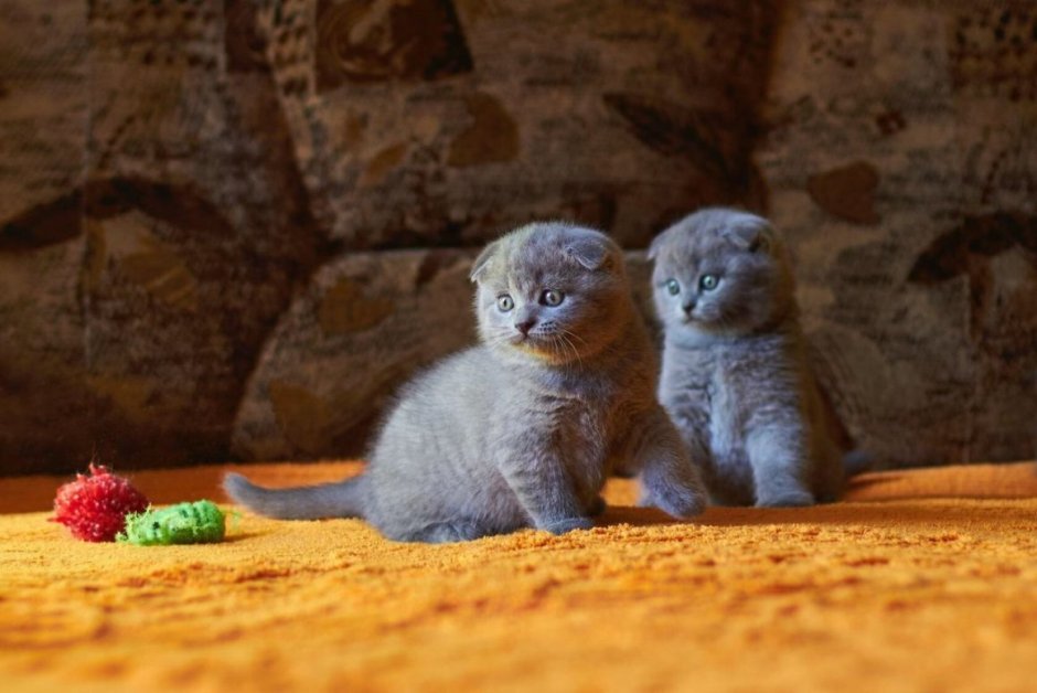 Шотландская вислоухая кошка голубая