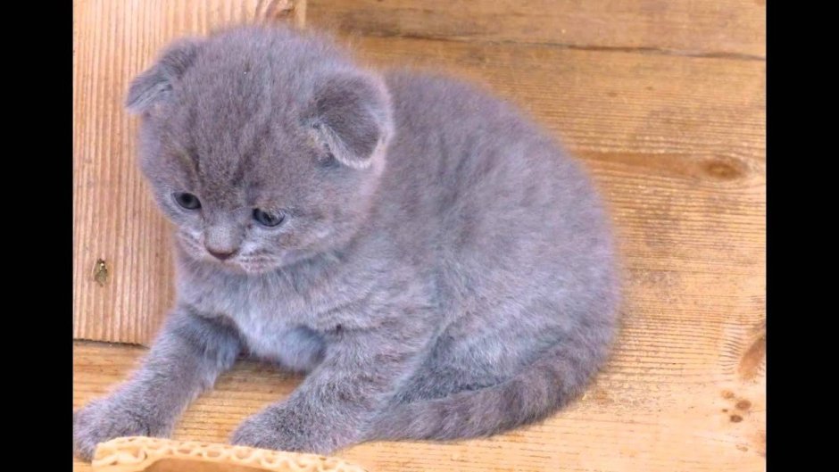 Милый вислоухий котик