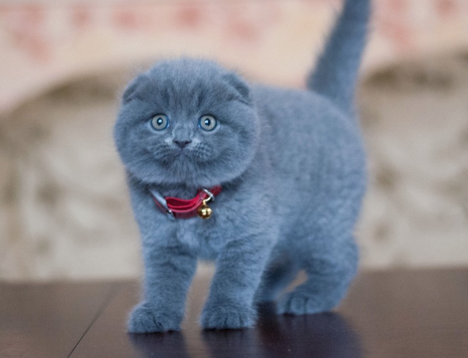Маленькие Шотландские котята