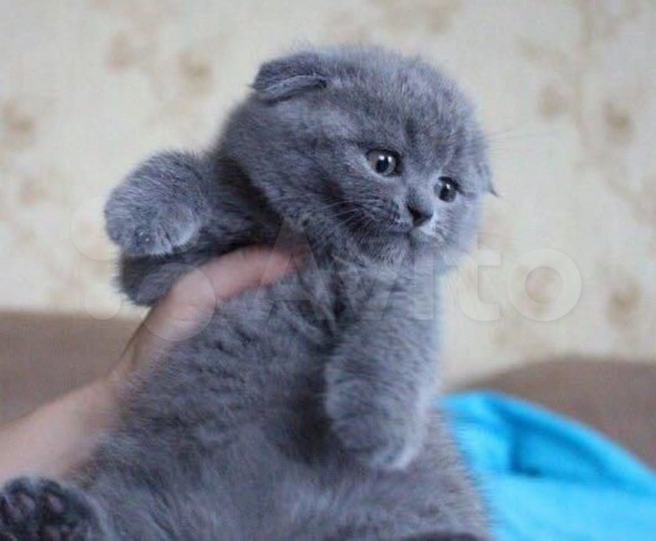 Британская кошка вислоухая голубая