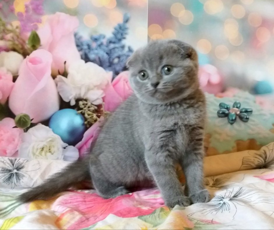 Вислоухая кошка голубоглазая серая