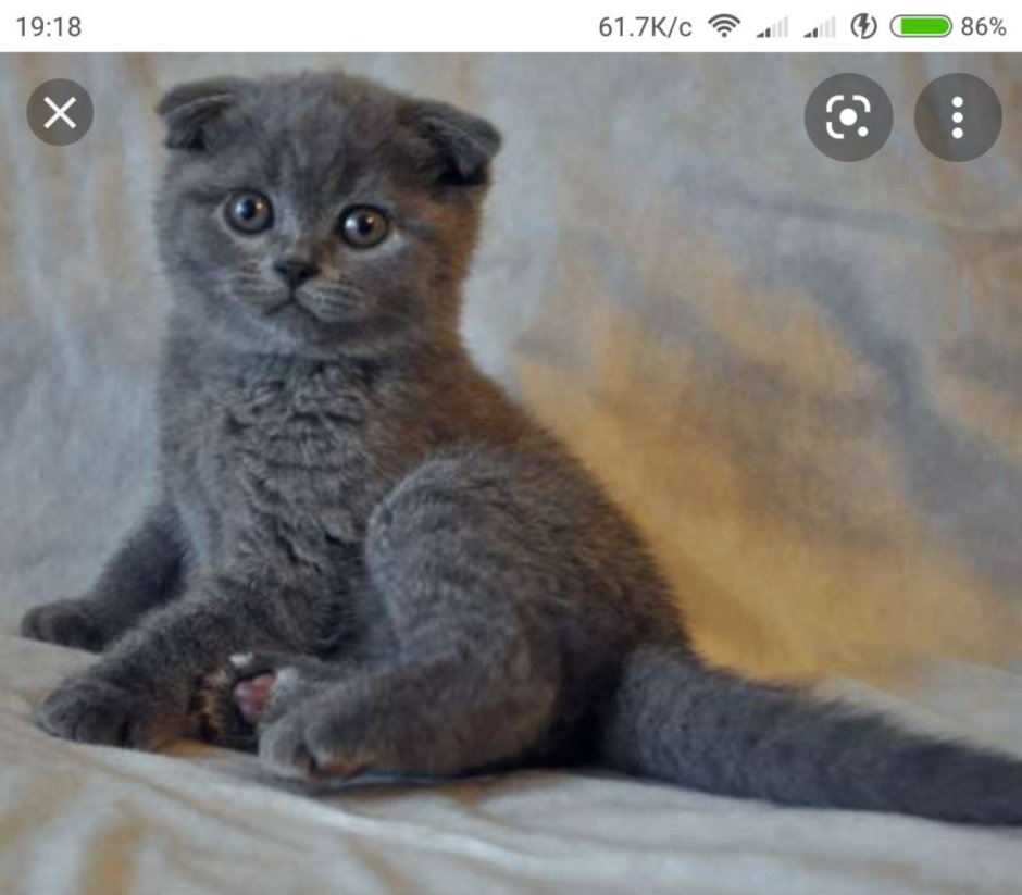 Британский котенок вислоухий дымчатый