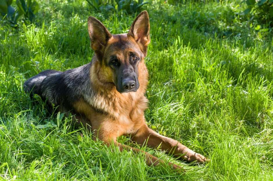 Баварская овчарка Shepherd