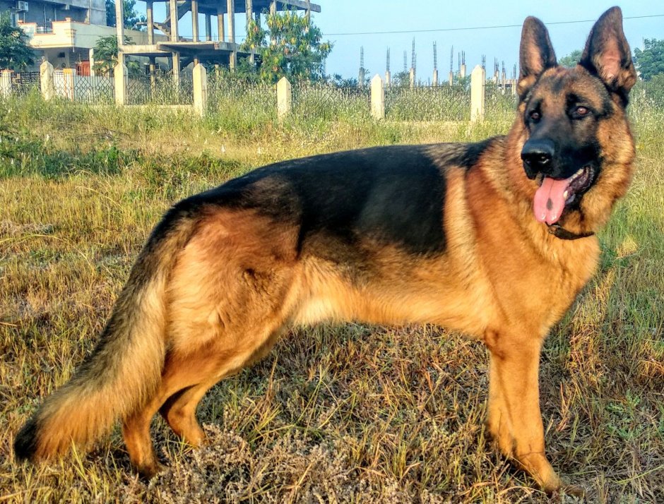 Баварская овчарка Shepherd