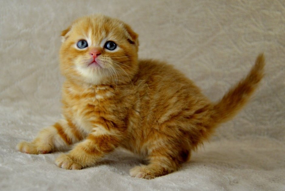 Скоттиш фолд рыжий котенок
