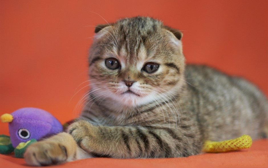 Скоттиш фолд