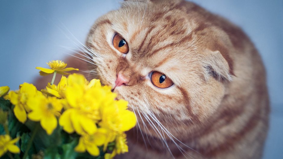 Скоттиш фолд желтый