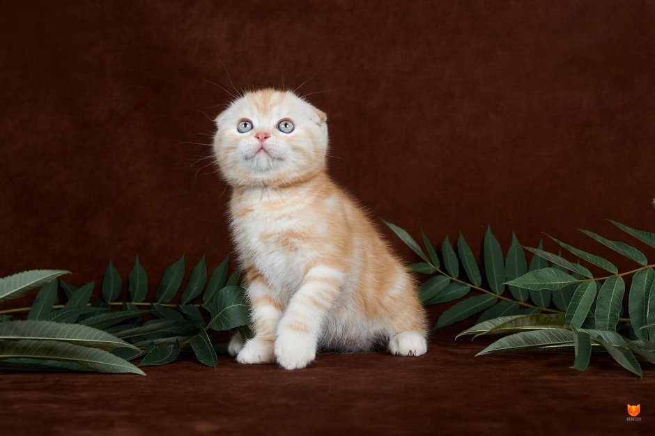 Скоттиш фолд персиковый