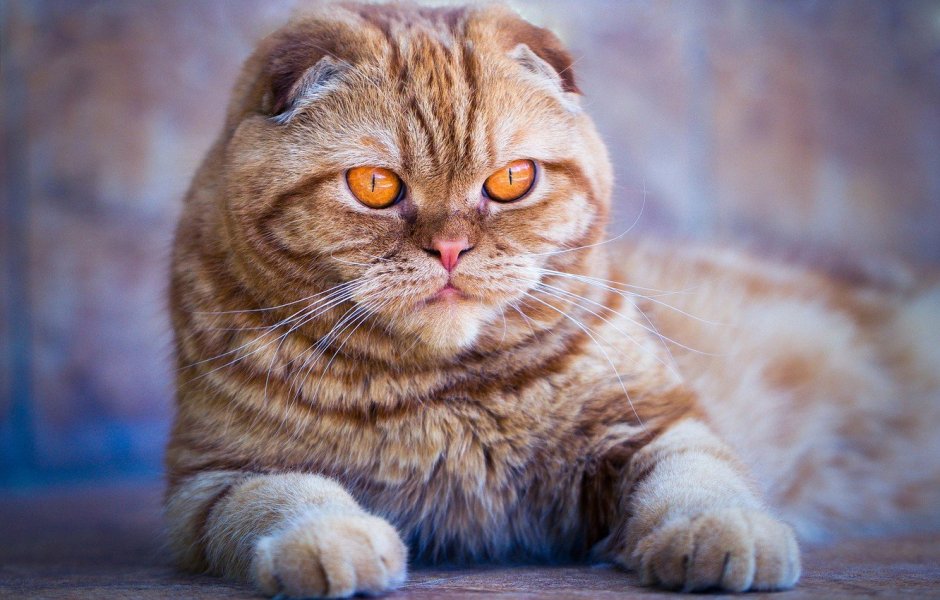 Шотландская вислоухая кошка