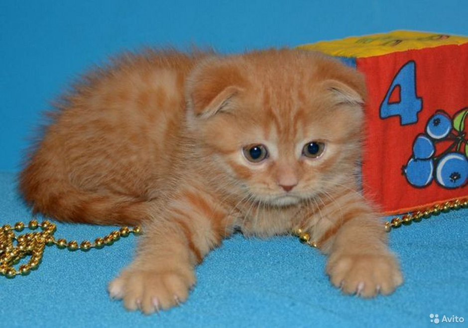 Вислоухий страйт фолд рыжий