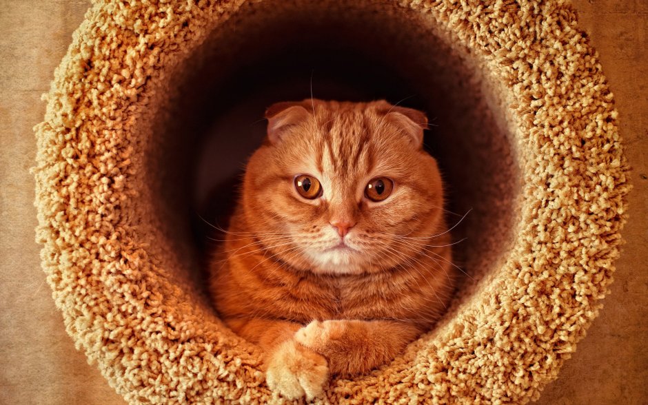 Рыжий британский кот на рабочий