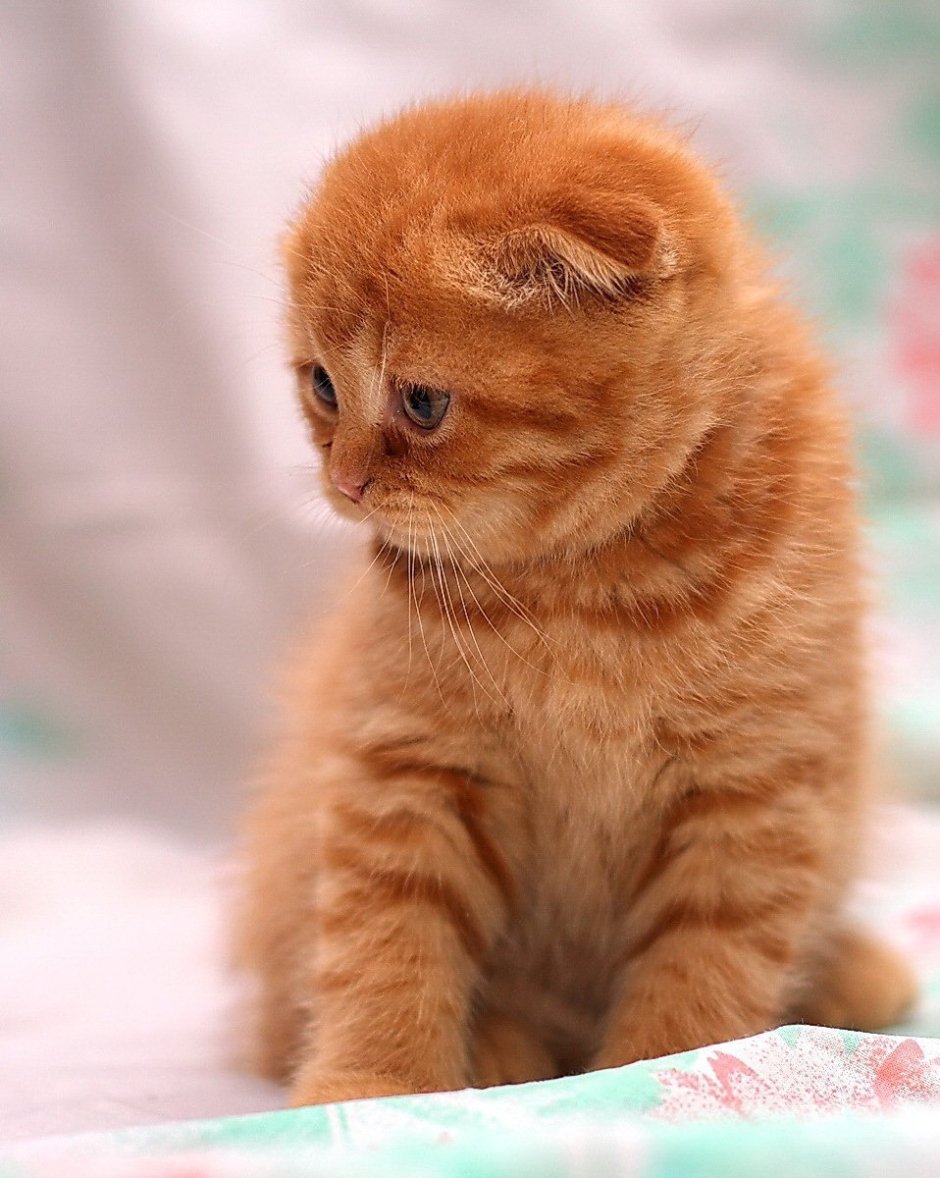 Шотландский вислоухий кот рыжий