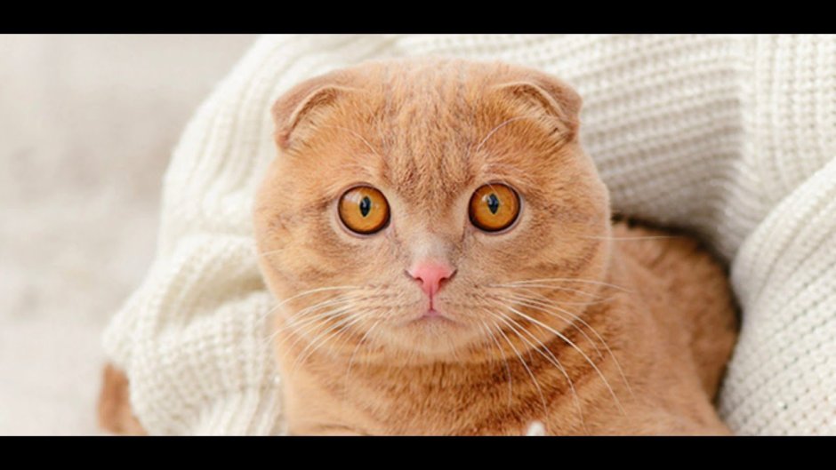 Британская рыжая вислоухая кошка с большими глазами