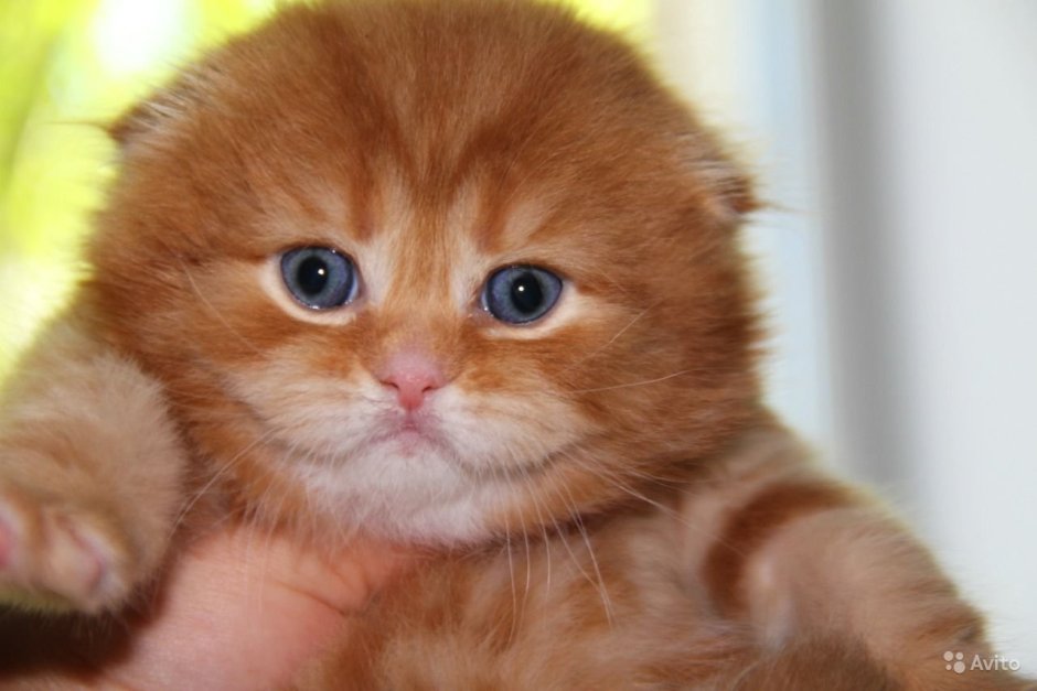 Маленький котенок Рыжик вислоухий