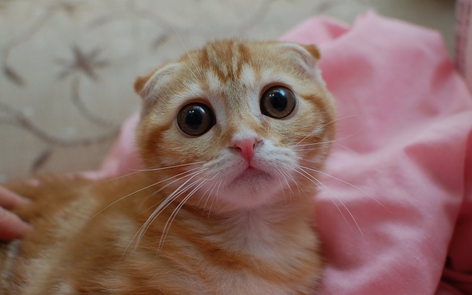 Рыжая вислоухая кошка