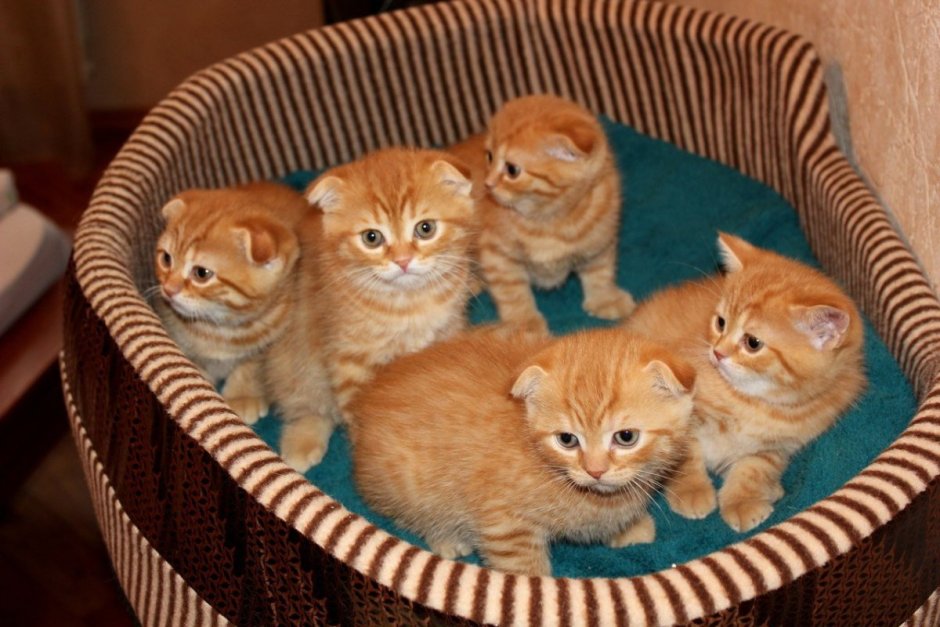 Шотландская вислоухая кошка рыжая