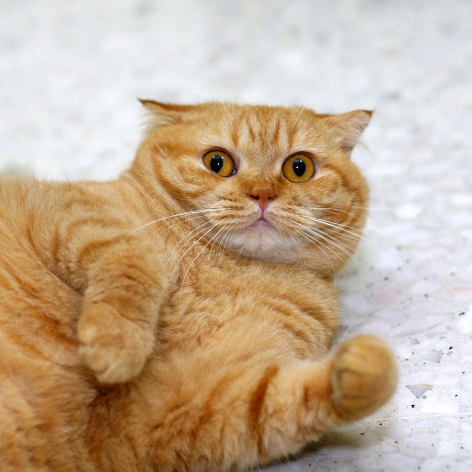 Британская вислоухая кошка рыжая