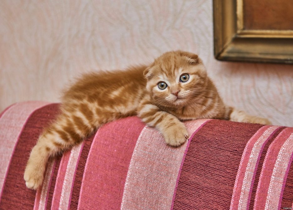 Скоттиш-фолд Шотландская вислоухая рыжая