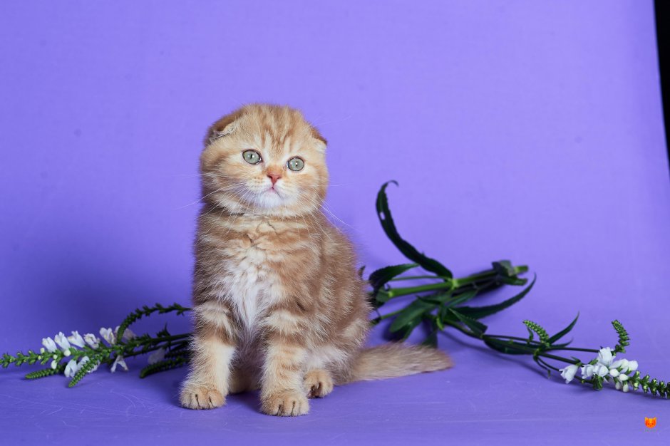 Шотландская вислоухая циннамон