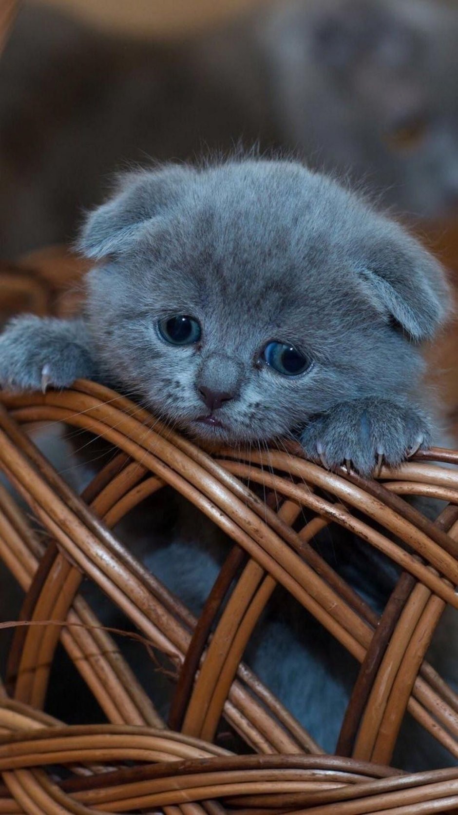 Шотландская вислоухая кошка