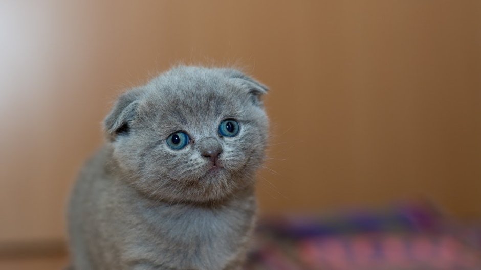 Вислоухий кот гипоаллергенный