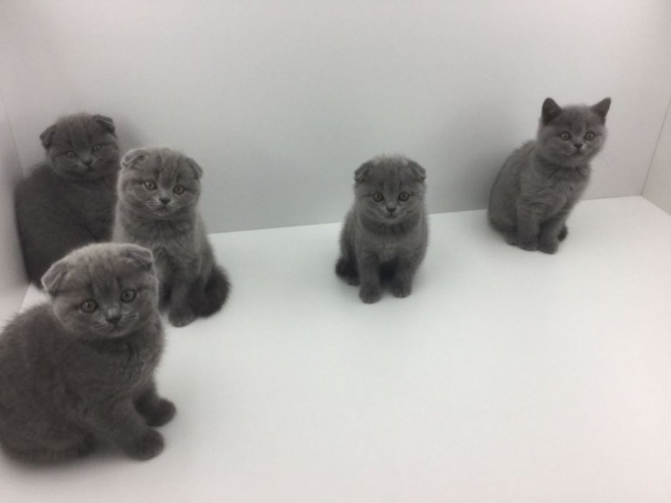 Котята 1 месяц британские вислоухие