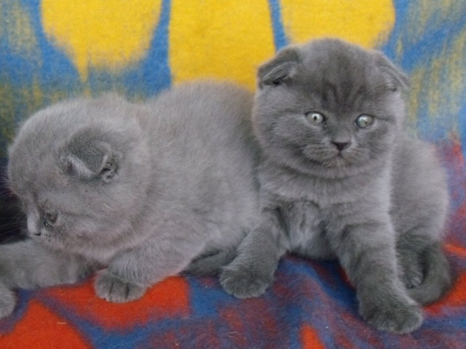 Скоттиш фолд голубой котенок