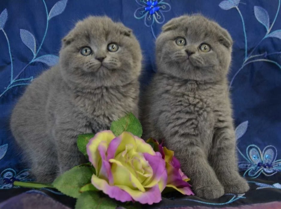 Сибирская вислоухая кошка