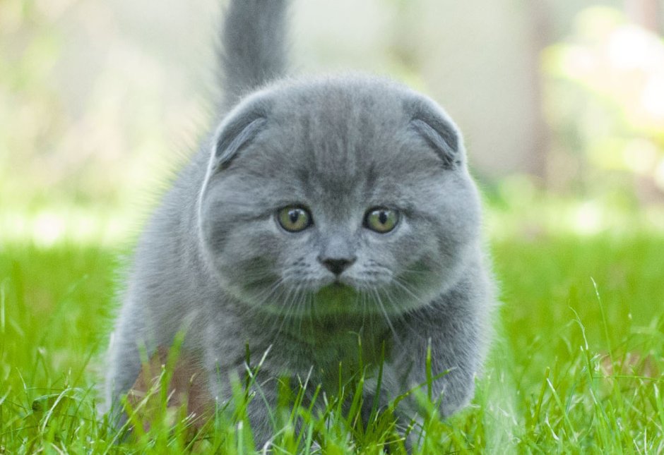 Скоттиш шартрез