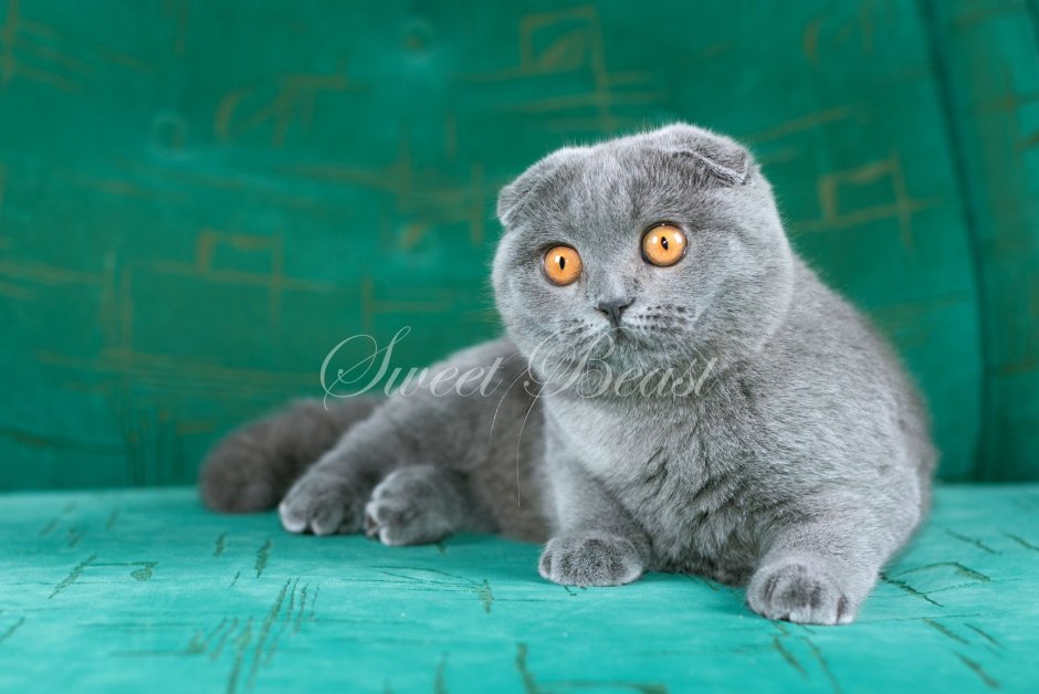 Ирландский вислоухий кот
