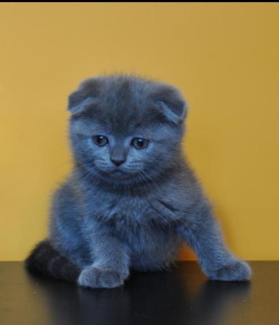 Шотландский вислоухий голубой котенок