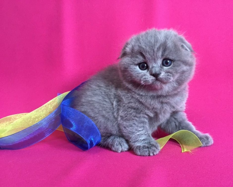 Скоттиш фолд голубой котенок