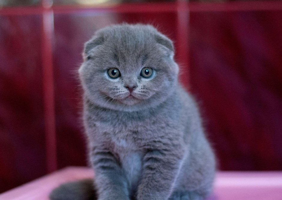 Шотландский вислоухий котенок с голубыми глазами