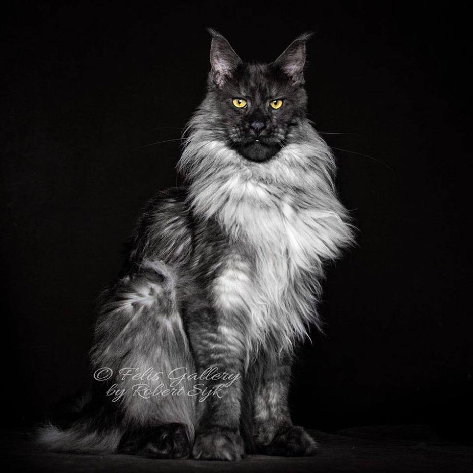 Мейкун кошка
