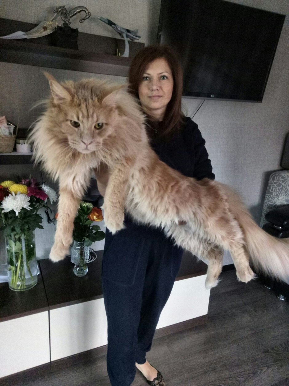 Коты Мейн кун