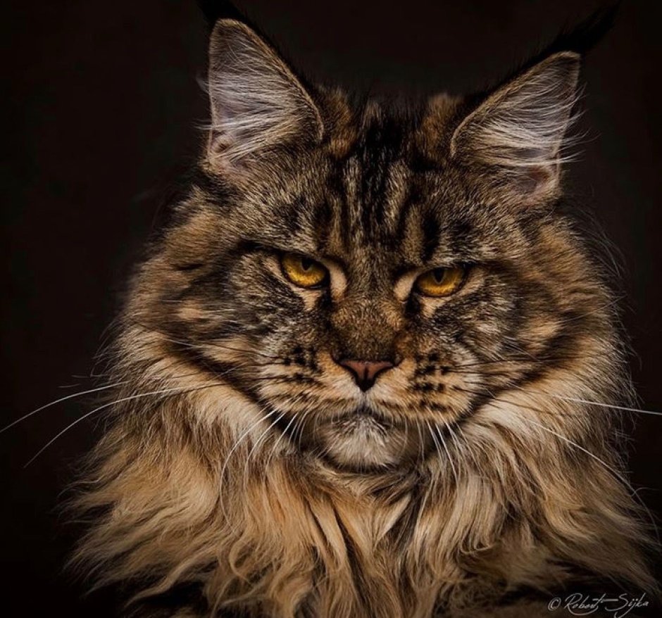 Мэйкун Дикая кошка