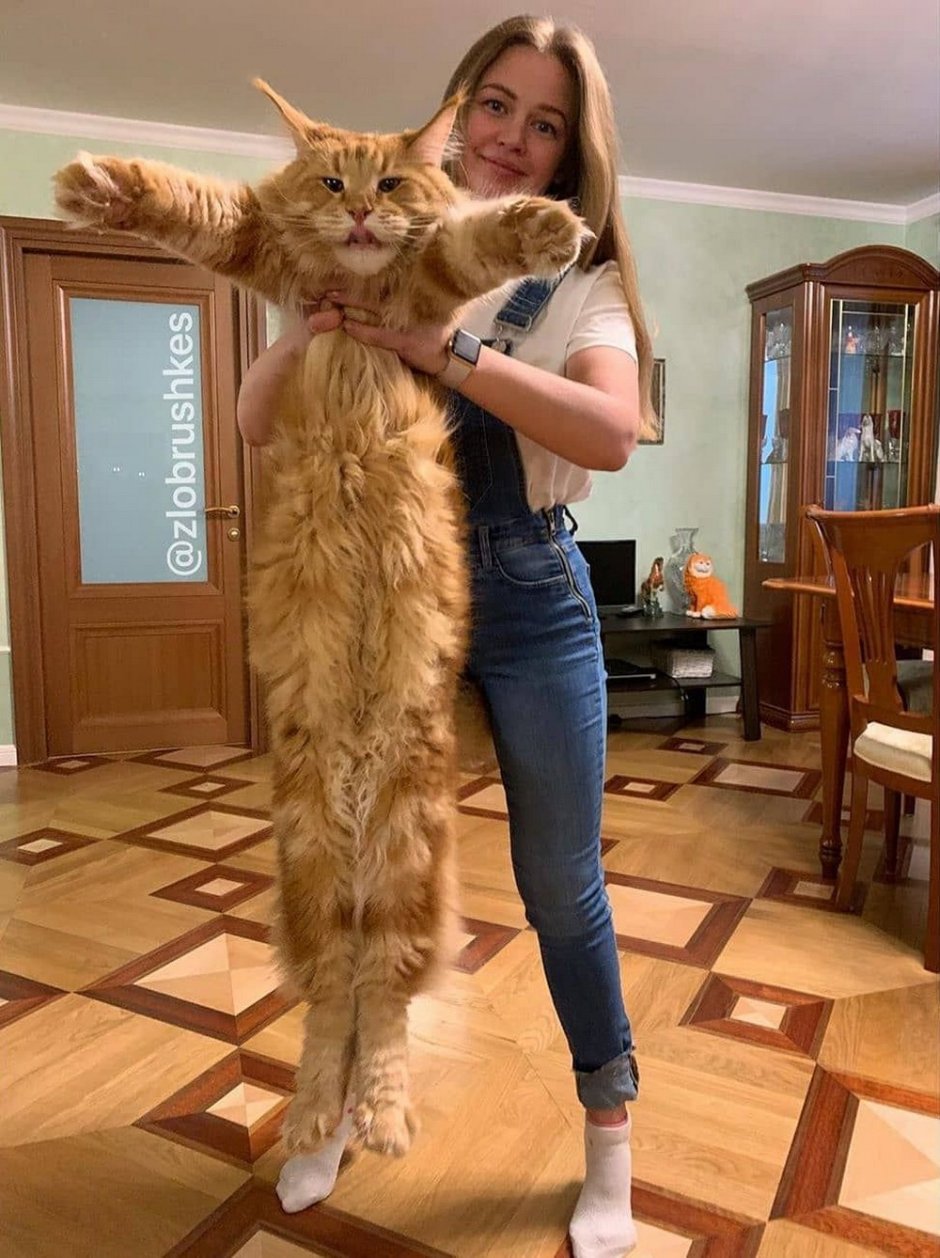 Мой кун