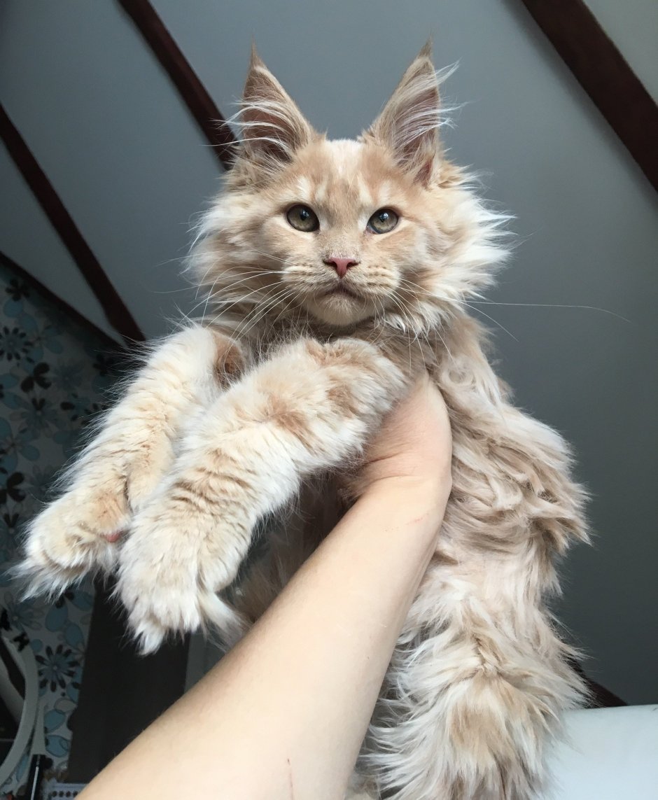 Большая кошка Мейн кун